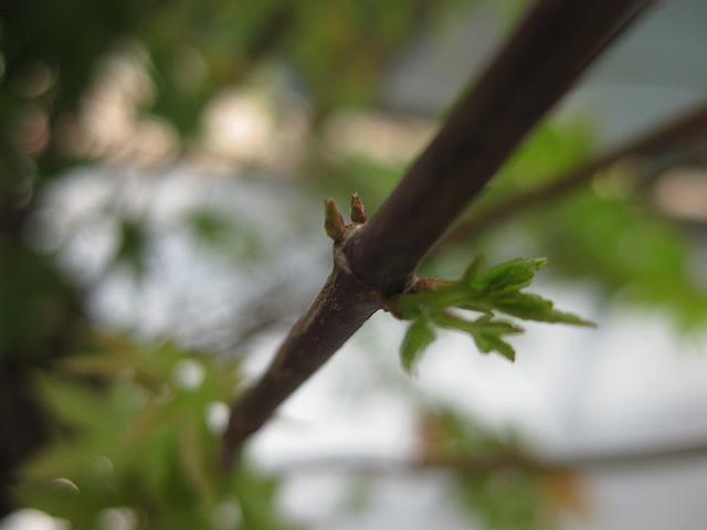 �V�肪���킢��