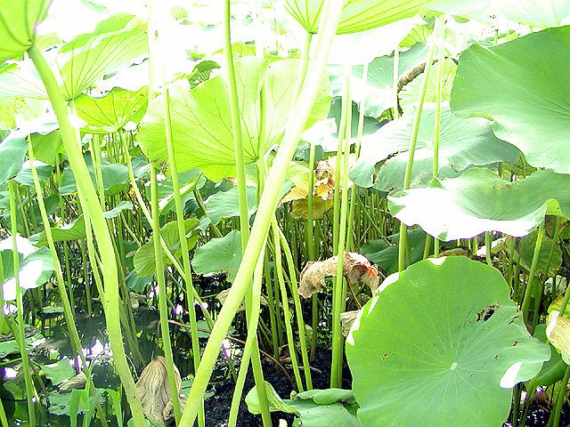 �Ɋy�鍑�̌ߌ�