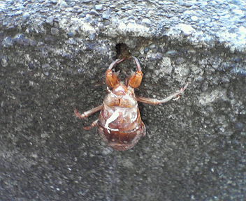 �ʂ�����