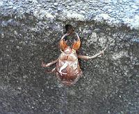 �ʂ�����