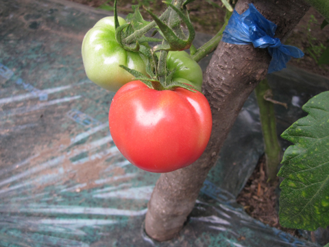 ��̂Ђ�T�C�Y