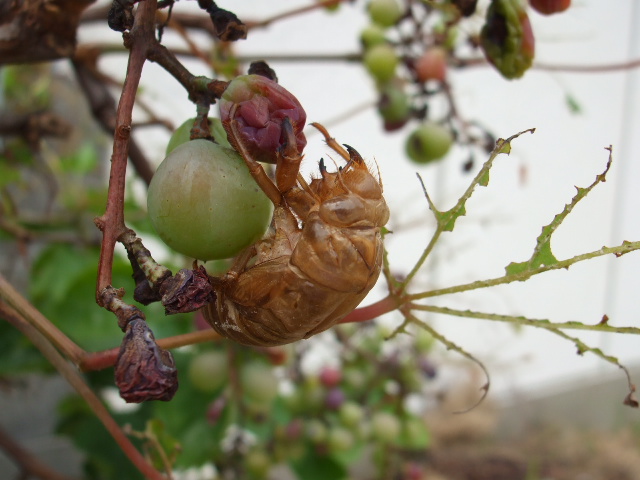 ��̔����k