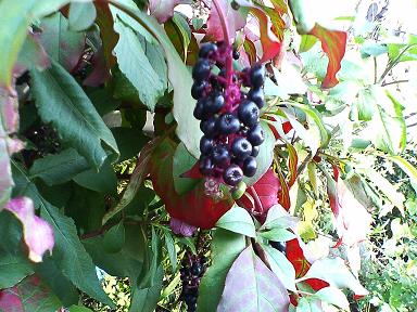 ���E�V�����}�S�{�E