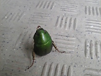 �J�i�u�����������I