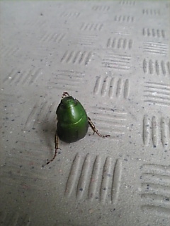 �J�i�u�����������I