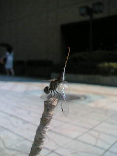 �����������g���{