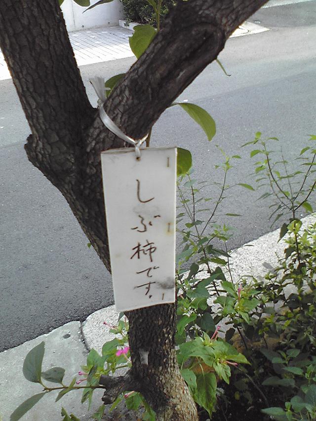 �T�̃R�R��