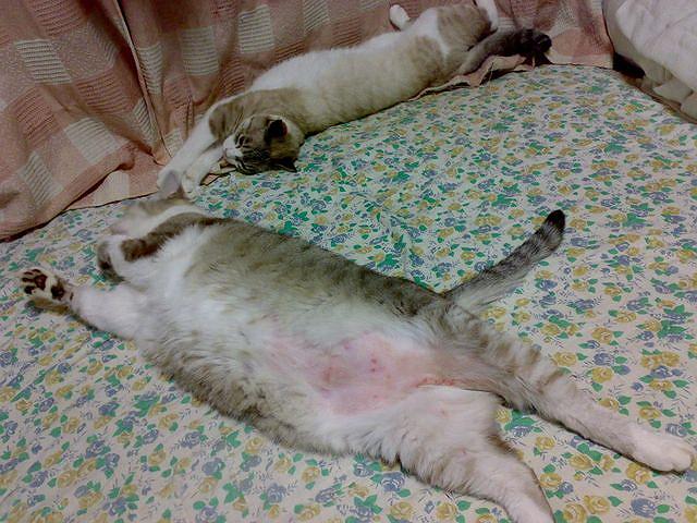 �U������΁B�B�B�ʂ��`