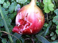 ���肳�ꂽ��