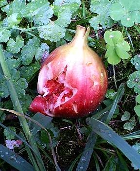 ���肳�ꂽ��