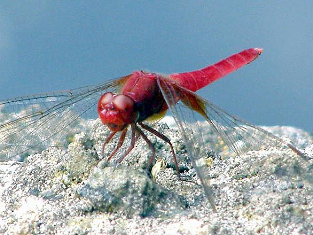 �V���E�W���E�g���{