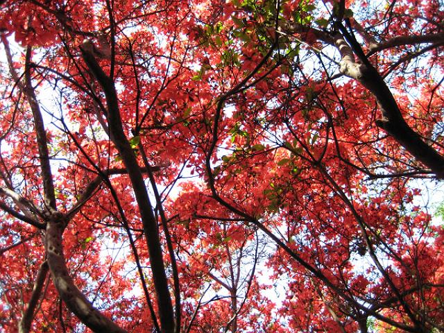 �܌����̎ʐ^