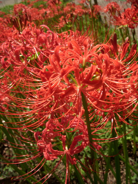 �Q���֎썹��