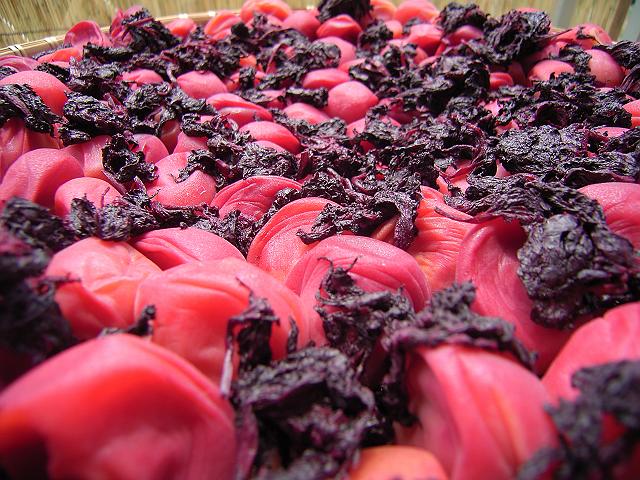 �y�p����