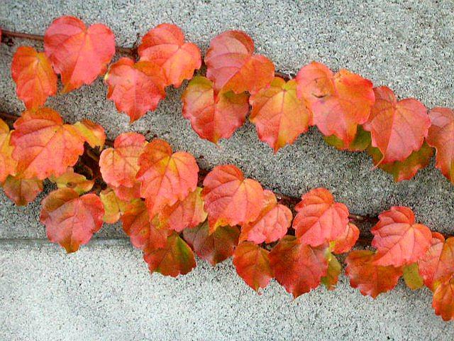 �Ԃ��ʂ�̃u���b�N��