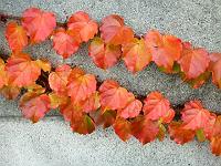 �Ԃ��ʂ�̃u���b�N��