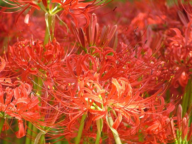 �q�K���o�i