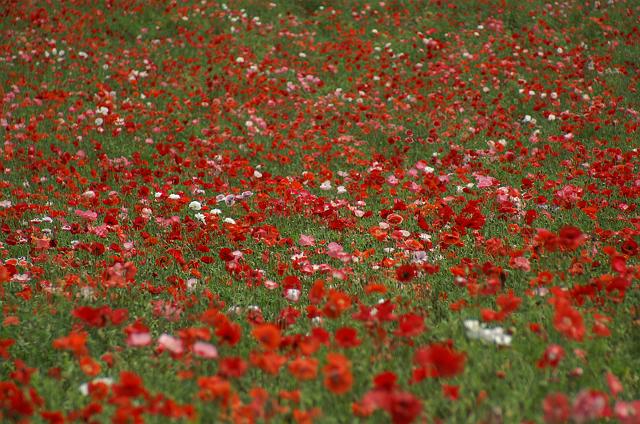 �^���ԂȂ��Ԕ�