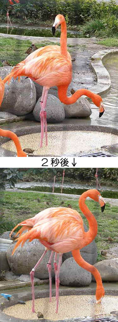 �o���̃t���~���S