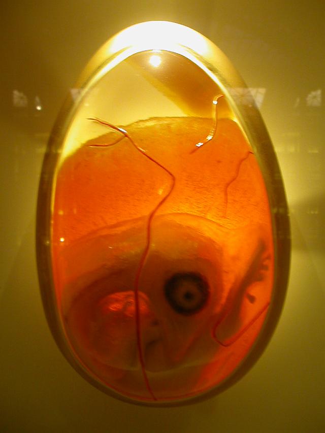 �^�}�S�t�l�`