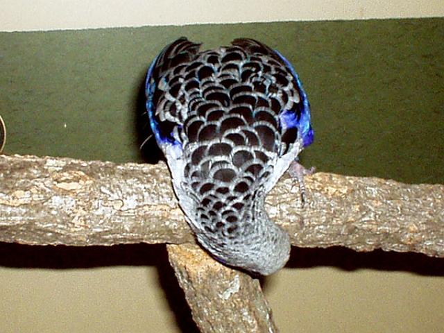 ��Ƃ̂��̂�