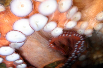 ���̖т̌��іڂƋz�Ղ�������Ǝ��Ă��܂��B