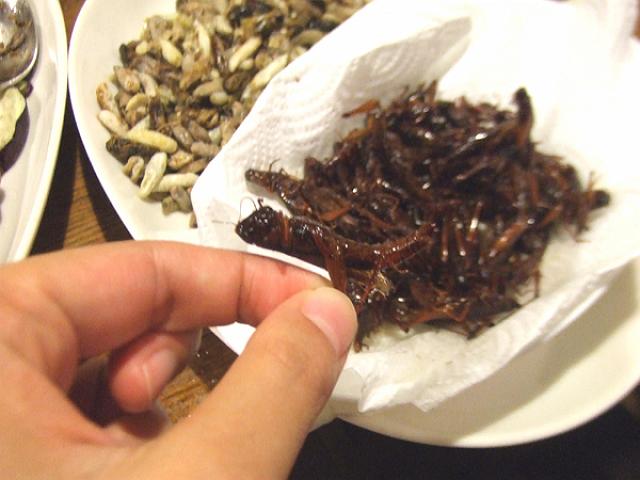 �C�i�S�̑f�g��