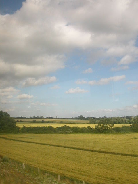 �C�M���X�̓c��