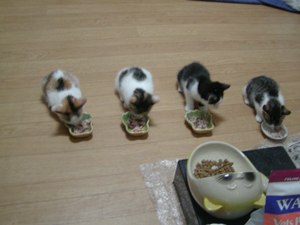 �����Ⴒ�͂�B