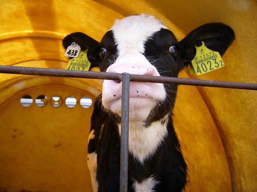 �e�z���X�^�C��