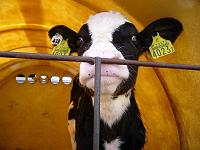 �e�z���X�^�C��