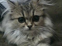 �����̃���