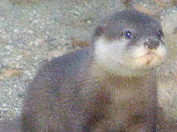 �R�c���J���E�\�̎q��