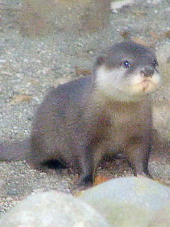 �R�c���J���E�\�̎q��