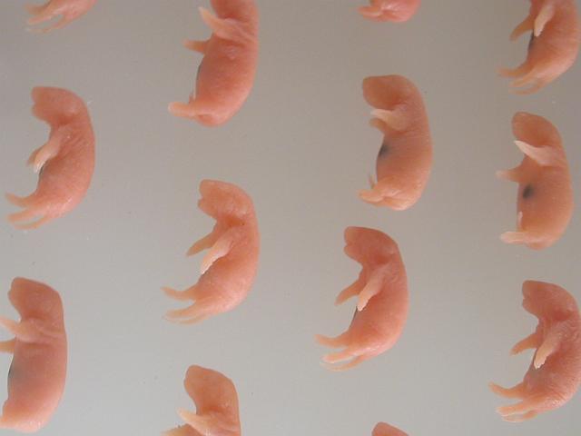 ���ʂ̐Ԃ����