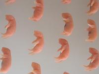 ���ʂ̐Ԃ����