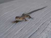 �Ƃ���(���ȂւсH)�̐Ԃ����