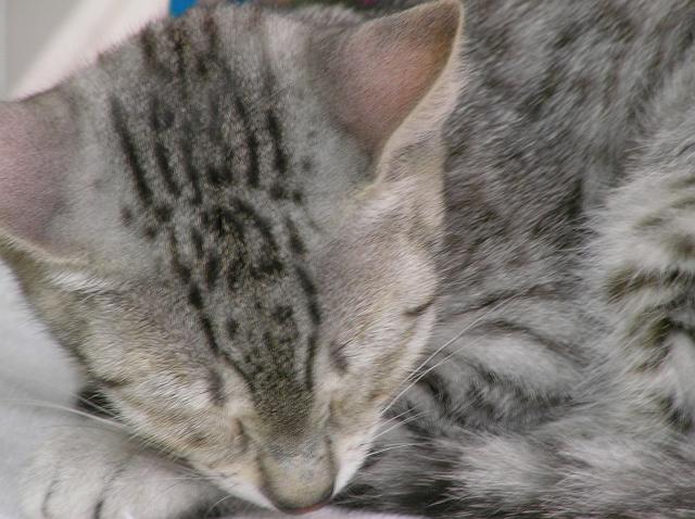 ���ӂ���