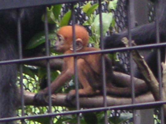 �t�����\�����g��