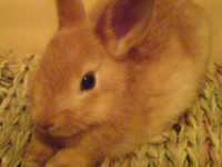 �������̂Ȃ������