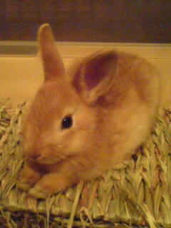 �������̂Ȃ������