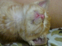 �������܌�c���݂̂���