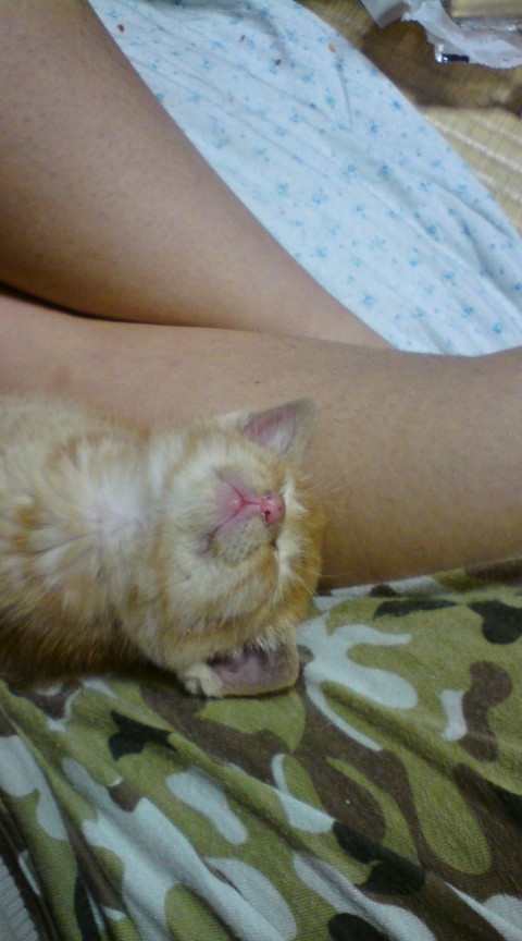 �������܌�c���݂̂���