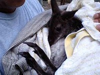 ���ް�̐Ԃ����