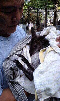 ���ް�̐Ԃ����