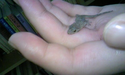 ��{�̂��������