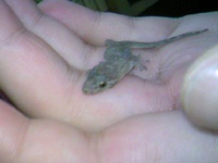 ��{�̂��������