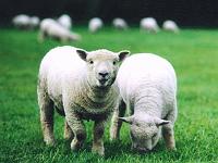 �������X�}�C��