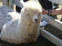 �A���p�J�̐Ԃ����