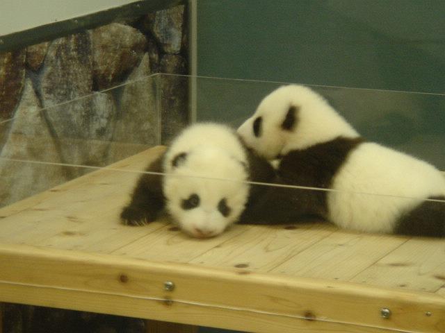 �a�̎R���܂�̑o�q�����ł�